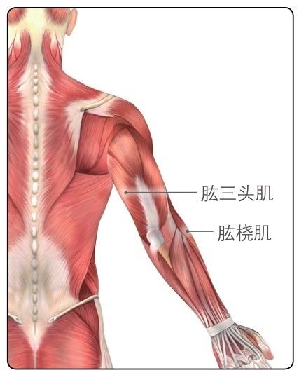 肱三頭肌肱橈肌