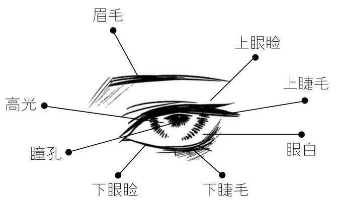 眉毛上眼瞼上睫毛高光瞳孔 眼白下睫毛下眼瞼